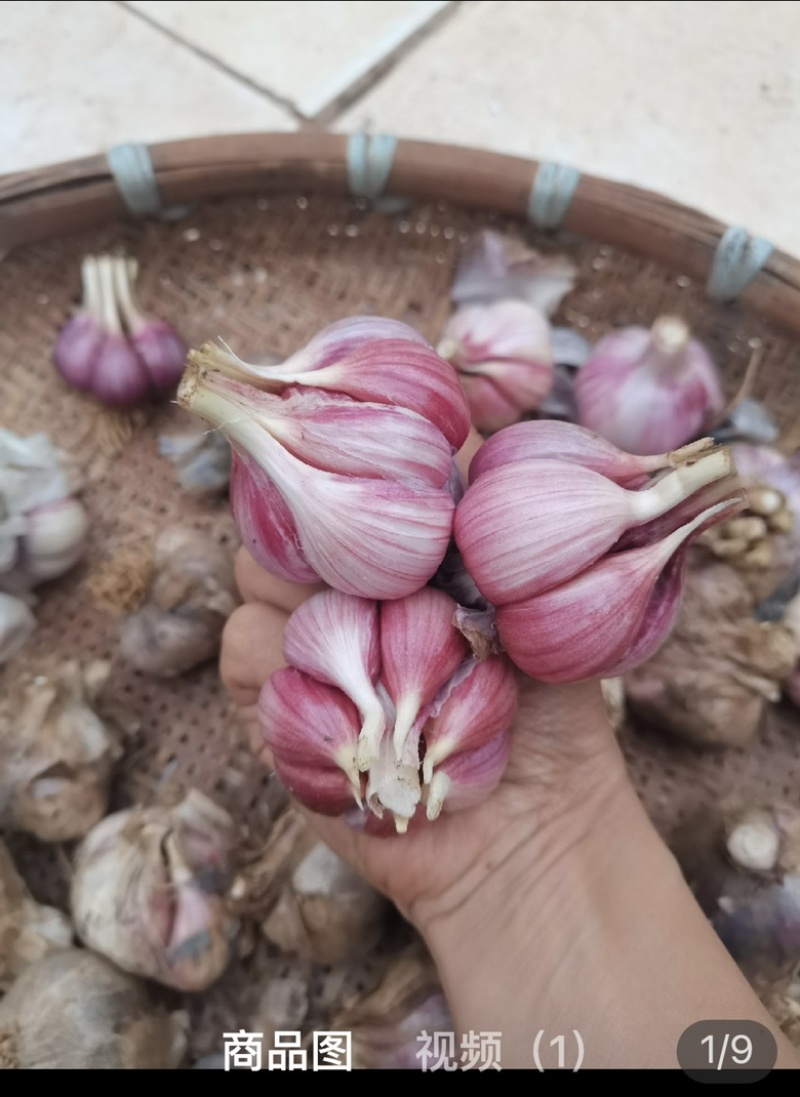 精品云南早熟红蒜，全干