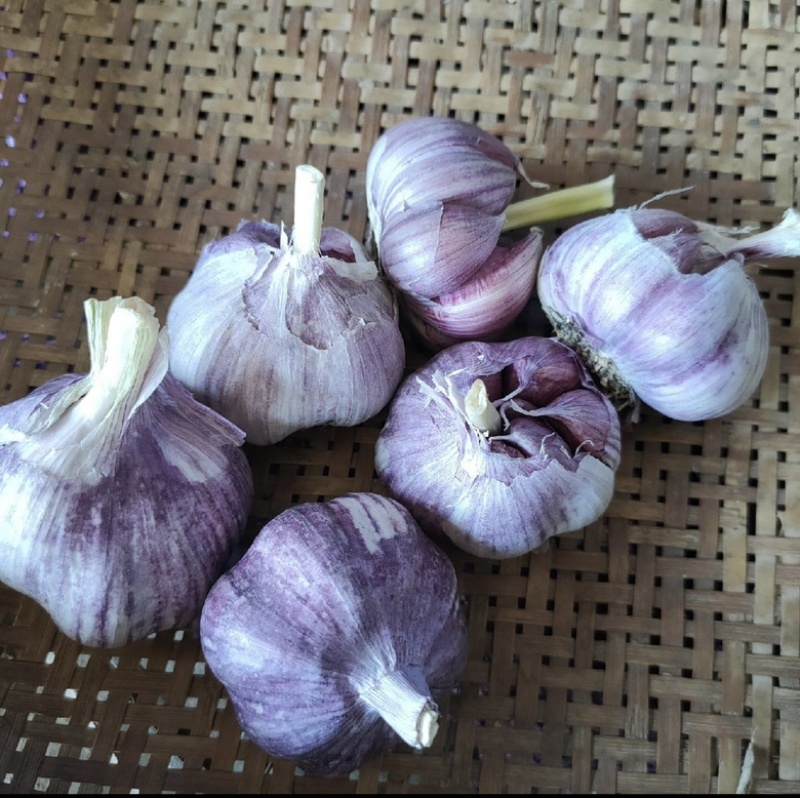 精品云南早熟红蒜，全干