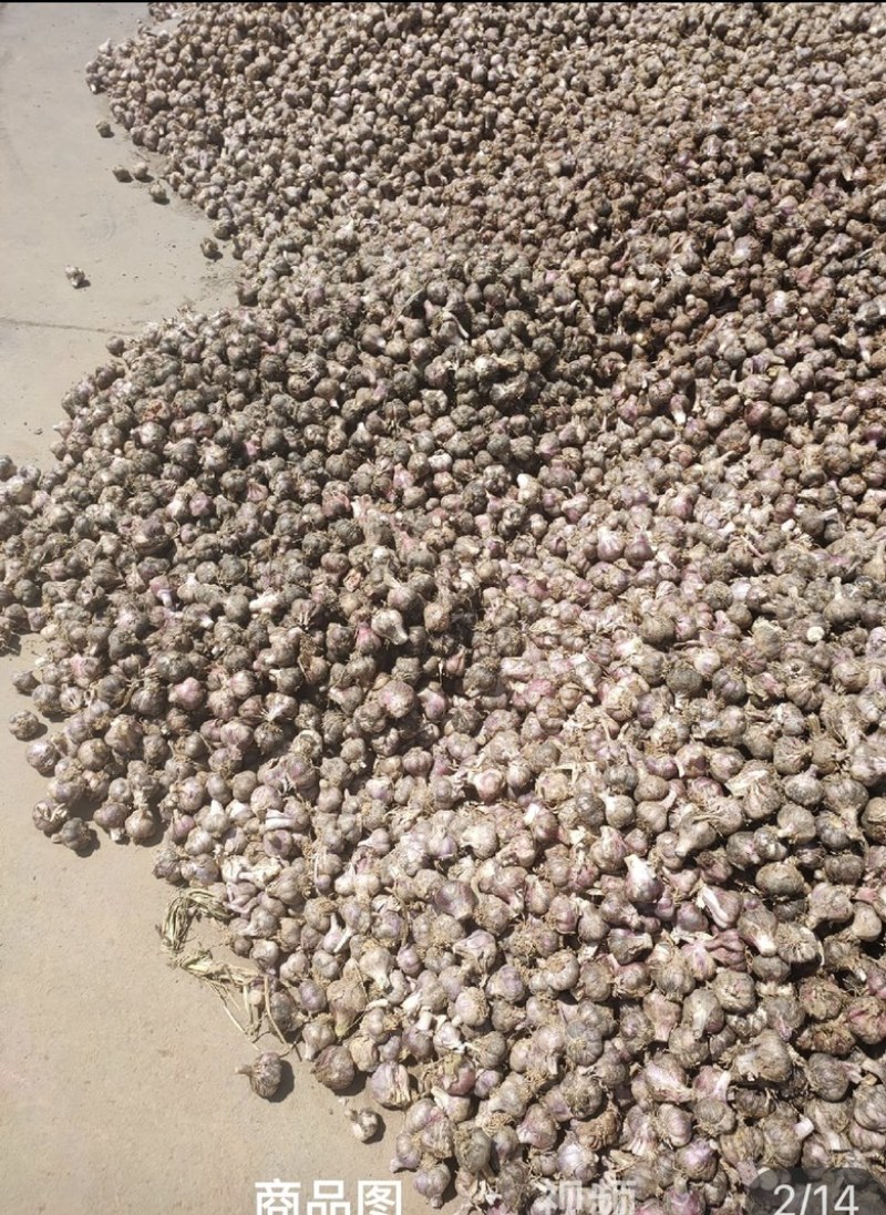 精品云南早熟红蒜，全干