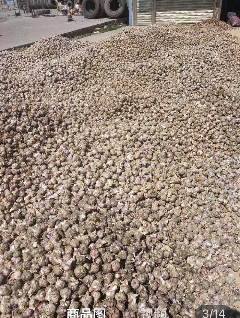 精品云南早熟红蒜，全干