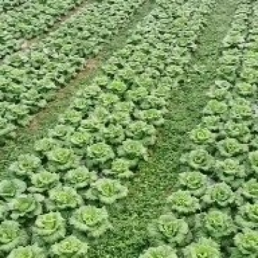 清明菜大量有货
