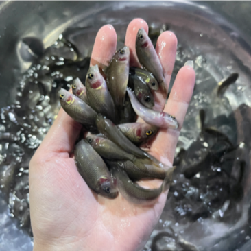 禾花鲤鱼苗，好养快大，保质保量，价格优惠