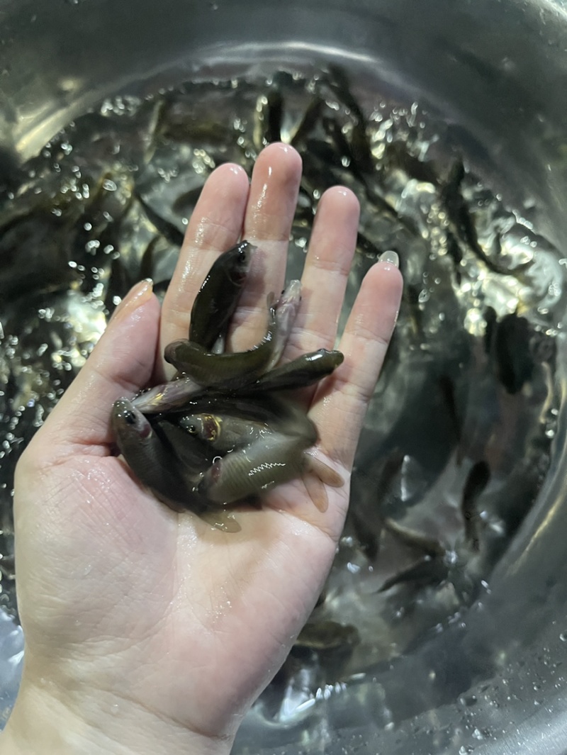 禾花鲤鱼苗，好养快大，保质保量，价格优惠