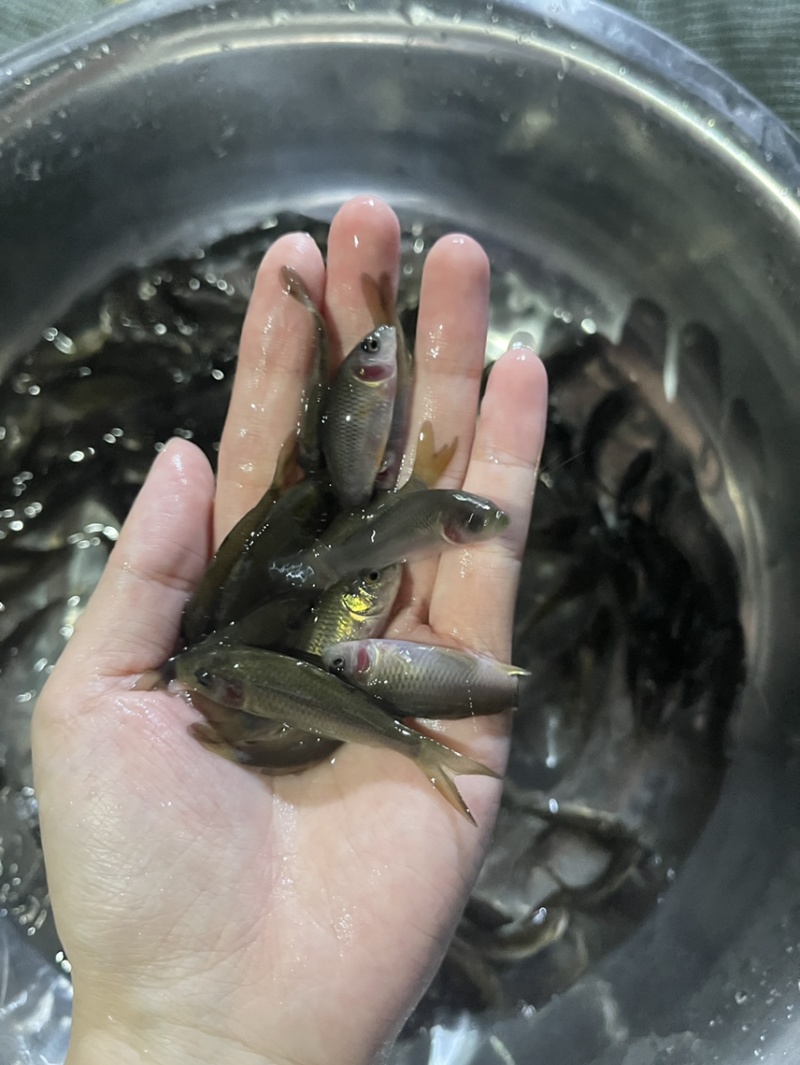 禾花鲤鱼苗，好养快大，保质保量，价格优惠