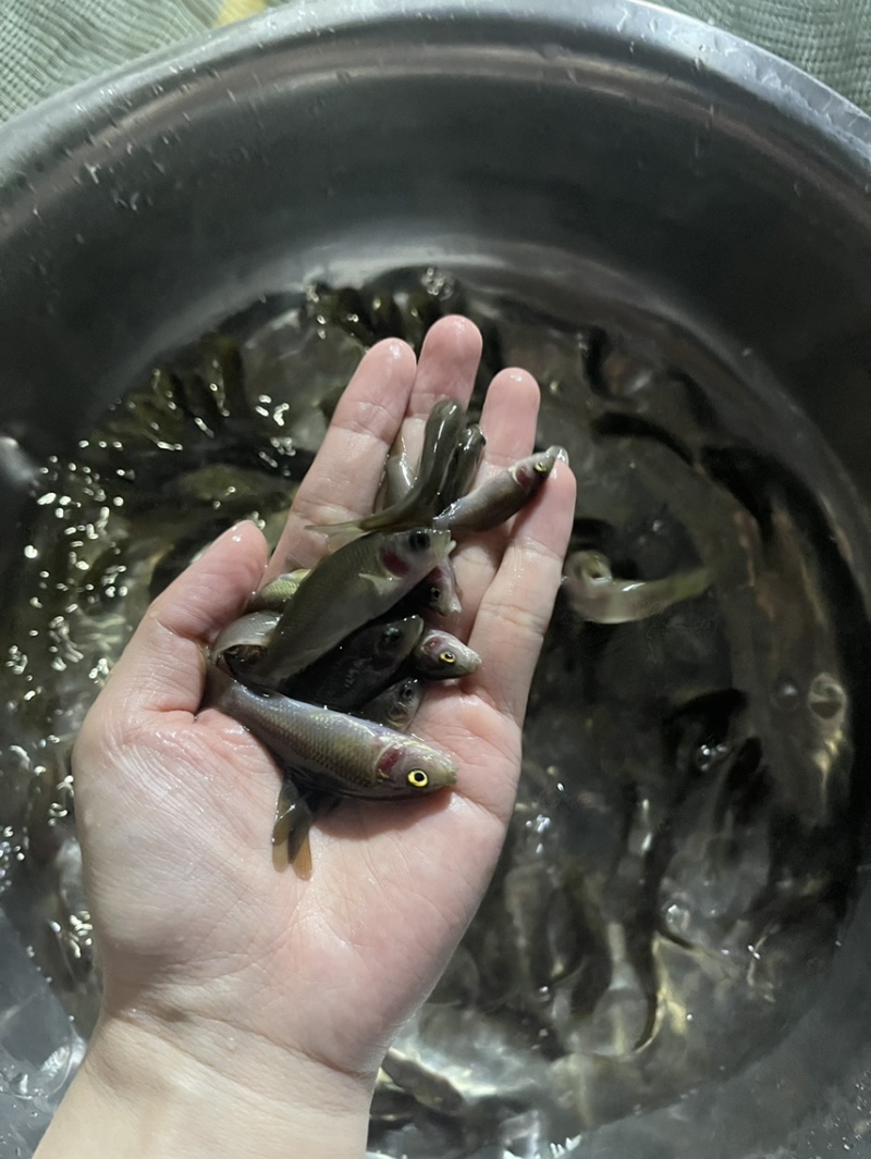 禾花鲤鱼苗，好养快大，保质保量，价格优惠