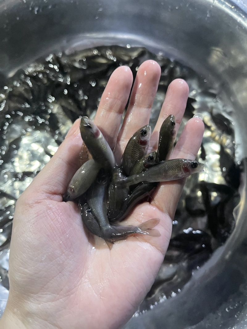 禾花鲤鱼苗，好养快大，保质保量，价格优惠