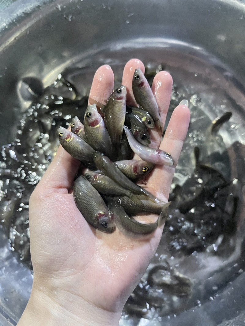 禾花鲤鱼苗，好养快大，保质保量，价格优惠