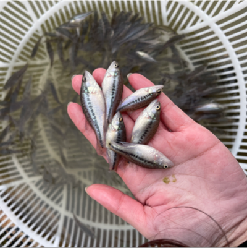 加州鲈鱼苗，好养快大，抗病力强，价格优惠