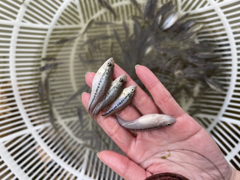 加州鲈鱼苗，好养快大，抗病力强，价格优惠