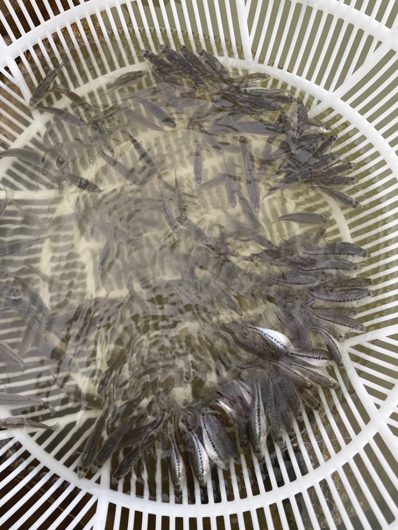 加州鲈鱼苗，好养快大，抗病力强，价格优惠
