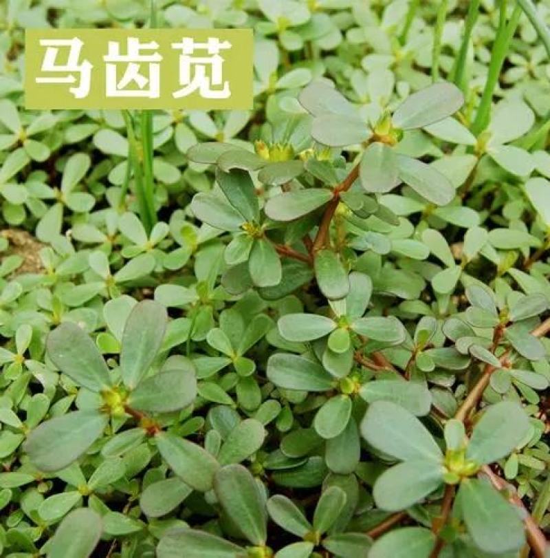 马齿笕种子马齿笕籽包芽率包邮支持大货批发零售
