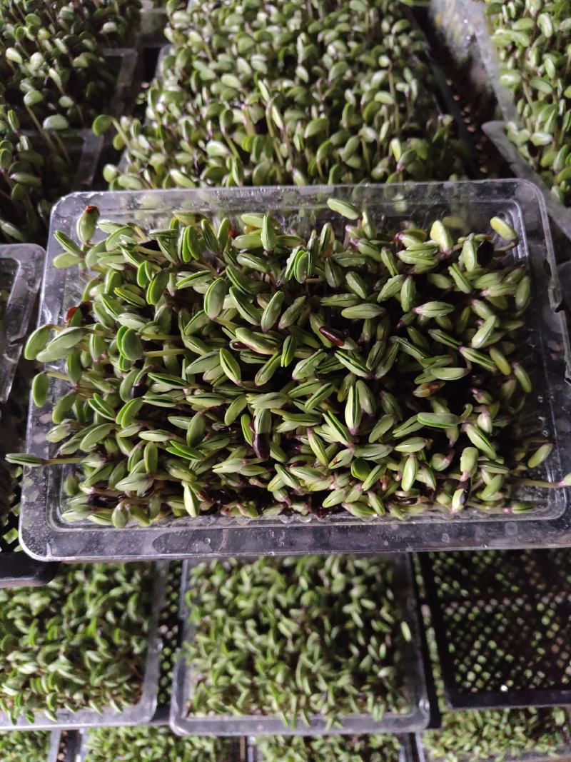 黑豆苗肾形小黑豆小粒黑豆有量就有价