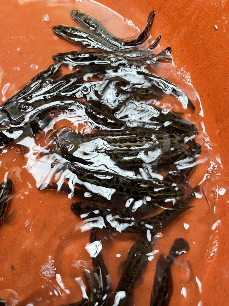 黑鱼苗，自家鱼塘直销，好养快大，价格优惠，保质保量