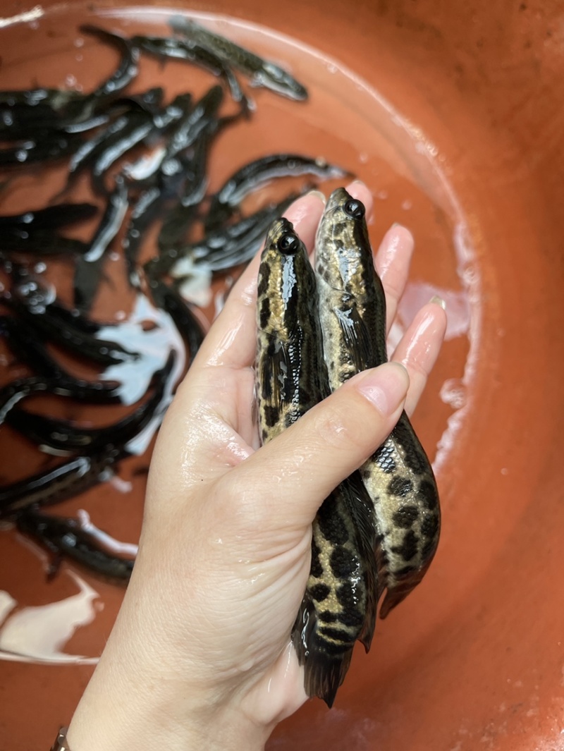 黑鱼苗，自家鱼塘直销，好养快大，价格优惠，保质保量