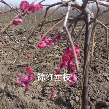 锦红垂枝梅本嫁接先到先得数量有限骨里红作砧木