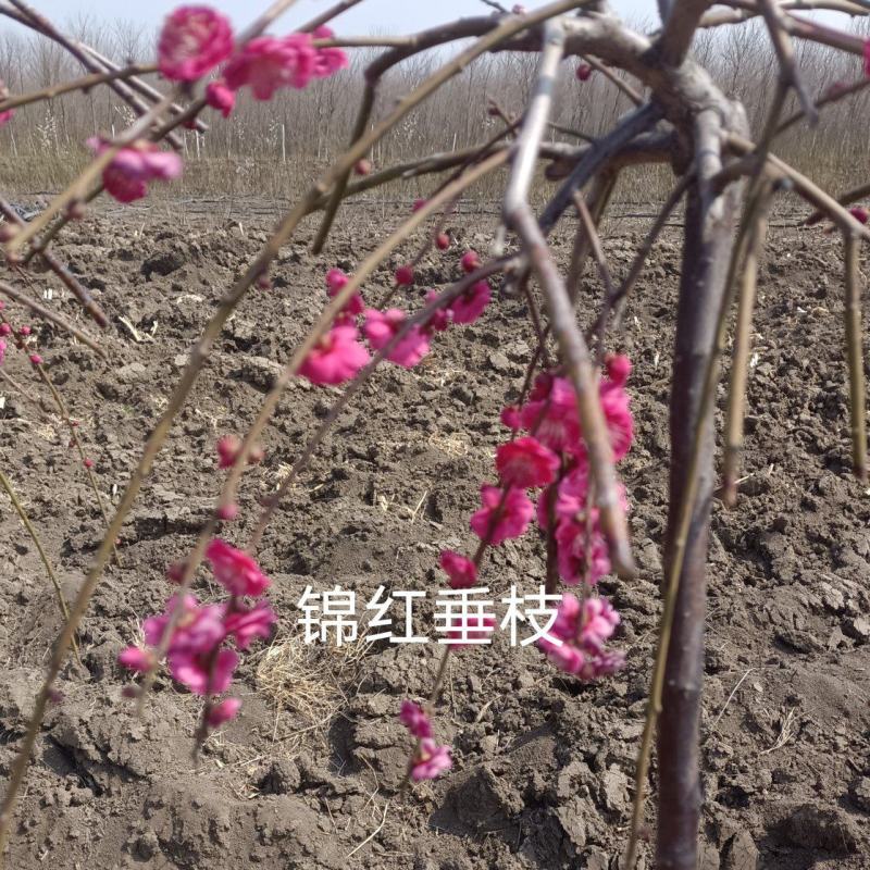 锦红垂枝梅本嫁接先到先得数量有限骨里红作砧木