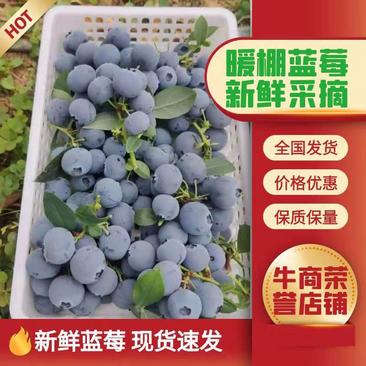 蓝莓山东暖棚蓝莓基地直销质量保证全国发货