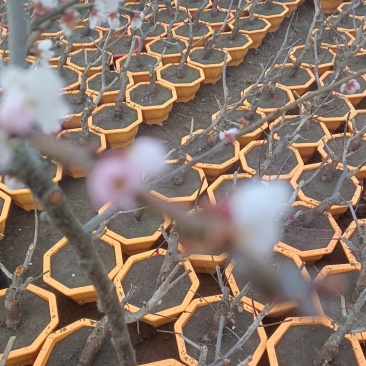 红须朱砂盆栽梅花1000株欢迎选购量大优惠