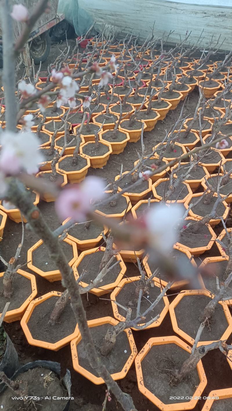 红须朱砂盆栽梅花1000株欢迎选购量大优惠