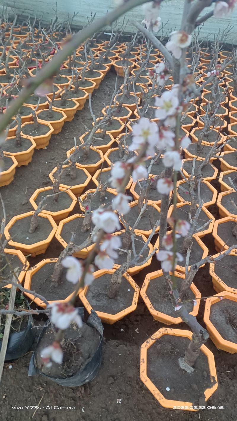 红须朱砂盆栽梅花1000株欢迎选购量大优惠
