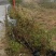 映山红（自家苗圃场培育）