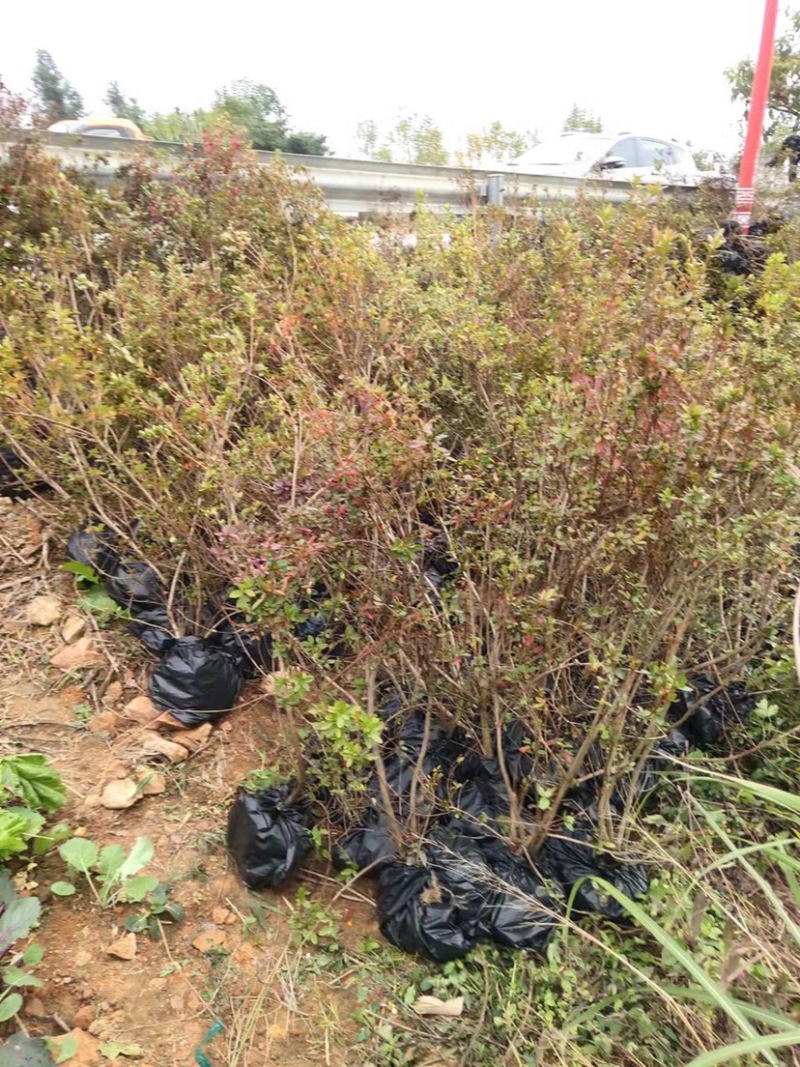 映山红（自家苗圃场培育）