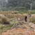 映山红（自家苗圃场培育）