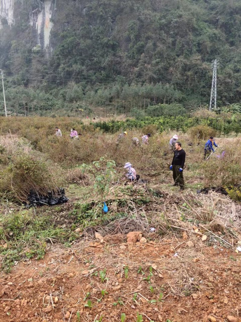 映山红（自家苗圃场培育）