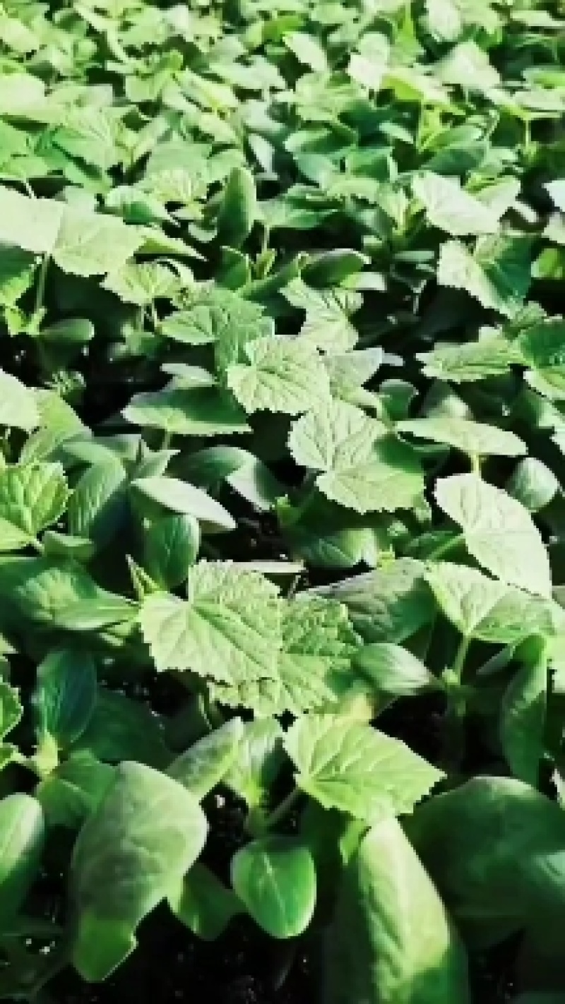 辽宁嫁接旱黄瓜苗强磁旱黄瓜大棚种植黄瓜苗蔬菜苗产地直发