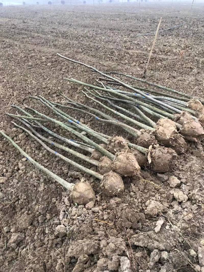 朴树苗朴树小苗2-5公分安徽朴树苗基地直销