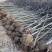 朴树苗朴树小苗2-5公分安徽朴树苗基地直销
