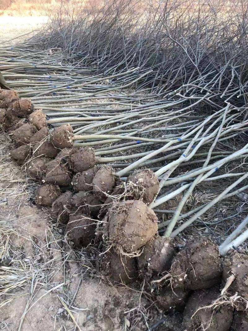 朴树苗朴树小苗2-5公分安徽朴树苗基地直销
