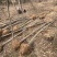 朴树苗朴树小苗2-5公分安徽朴树苗基地直销
