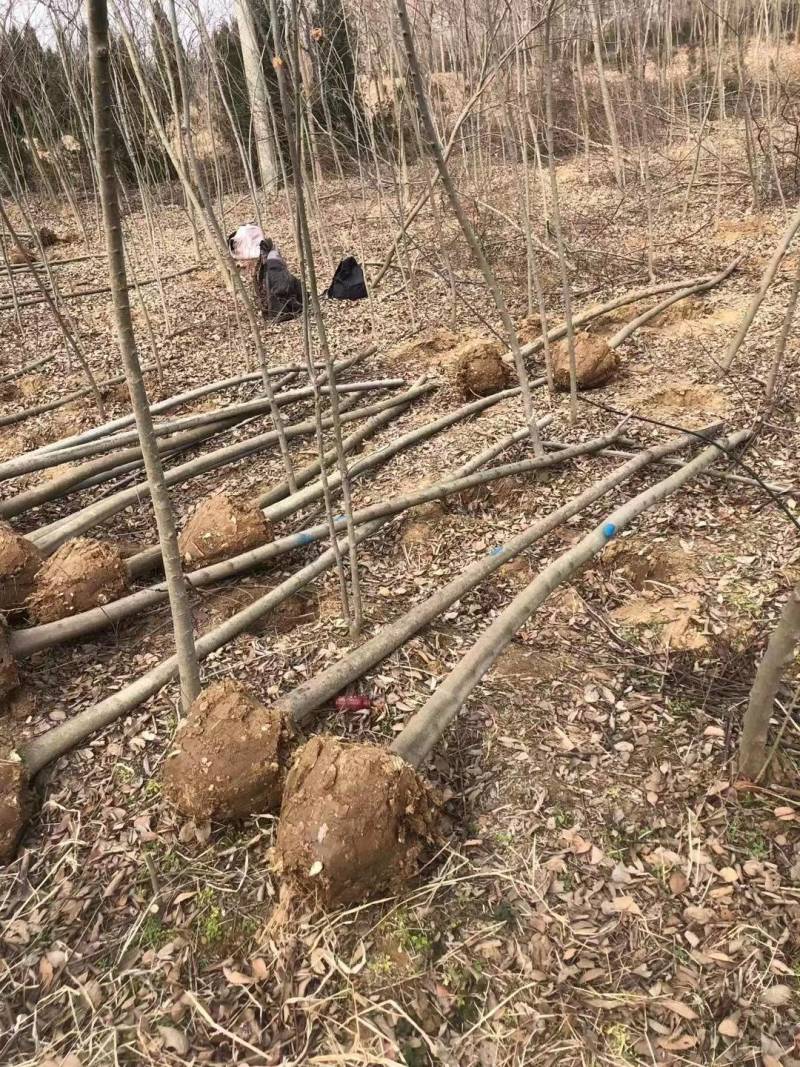 朴树苗朴树小苗2-5公分安徽朴树苗基地直销