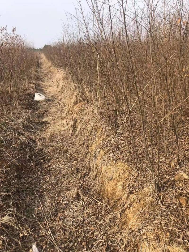朴树苗朴树小苗2-5公分安徽朴树苗基地直销