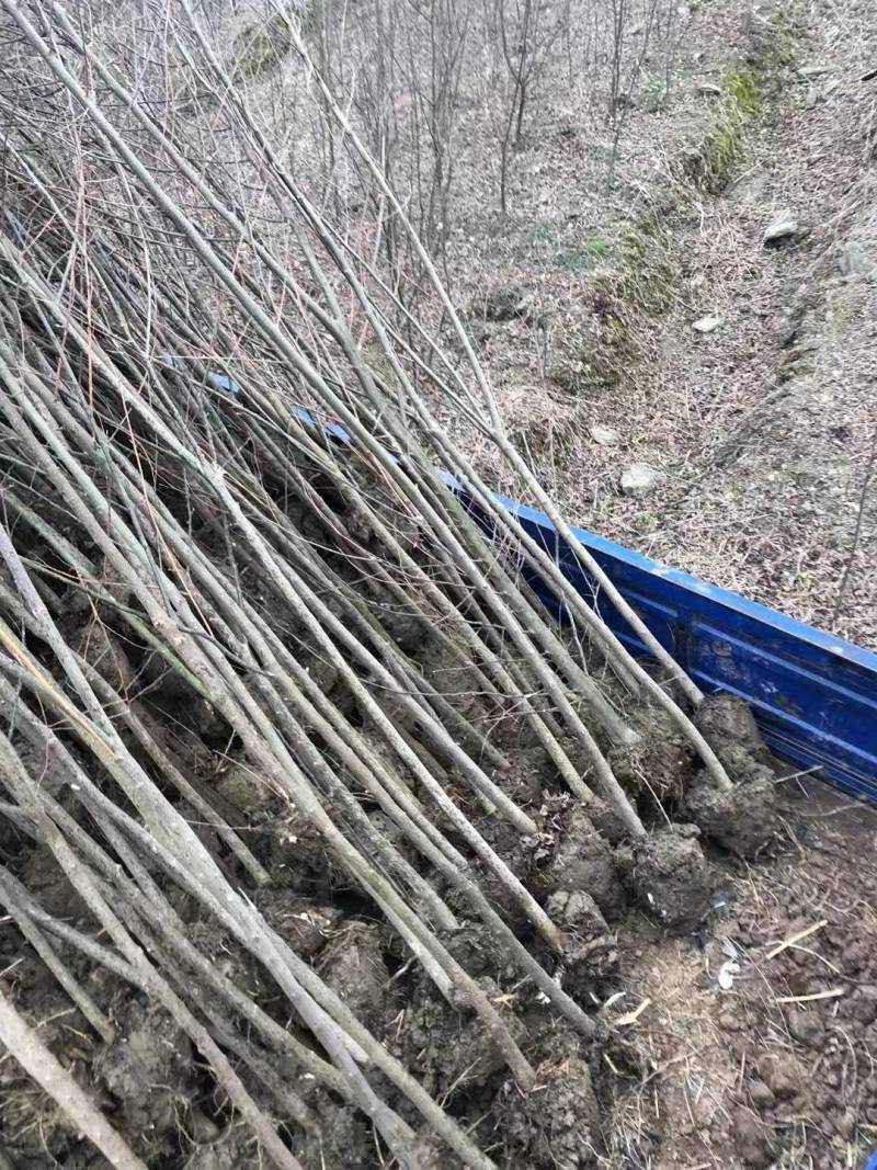朴树苗朴树小苗2-5公分安徽朴树苗基地直销