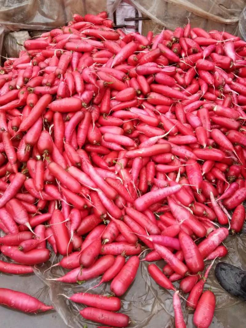 山东临沂优质水萝卜，红萝卜，大量供应基地直供，可代发货，