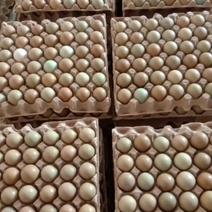 【精品】新鲜野鸡蛋营养丰富建康美味保证质量破损保赔