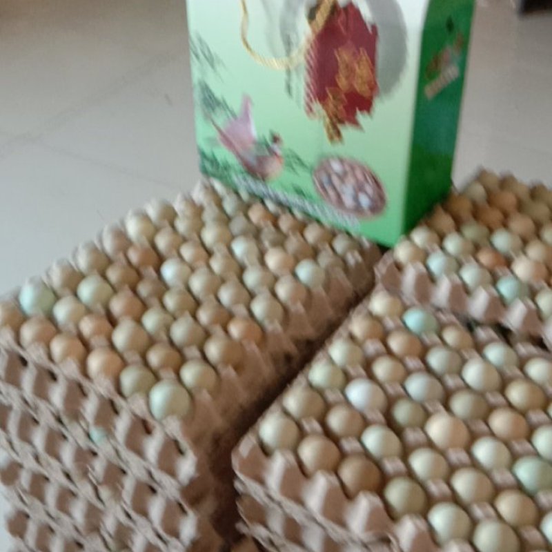 【精品】新鲜野鸡蛋营养丰富建康美味保证质量破损保赔