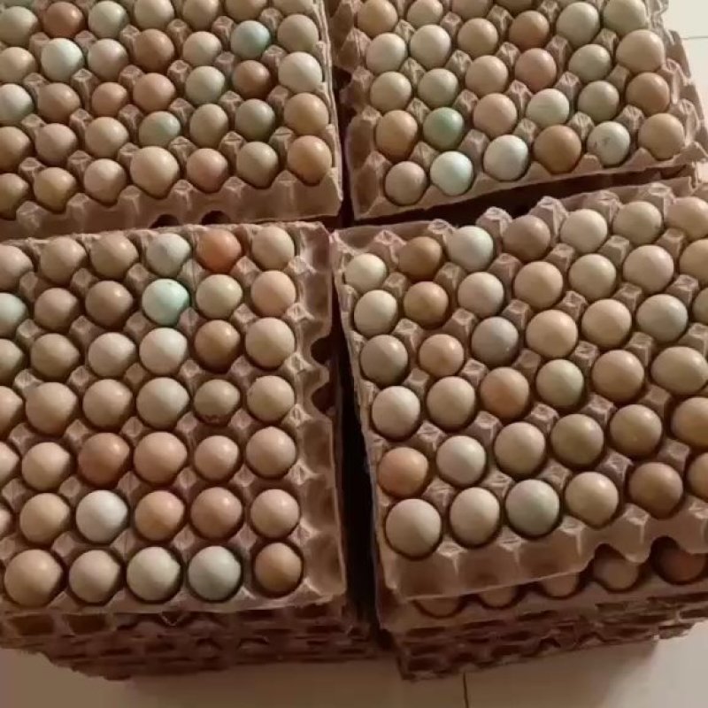 【精品】新鲜野鸡蛋营养丰富建康美味保证质量破损保赔