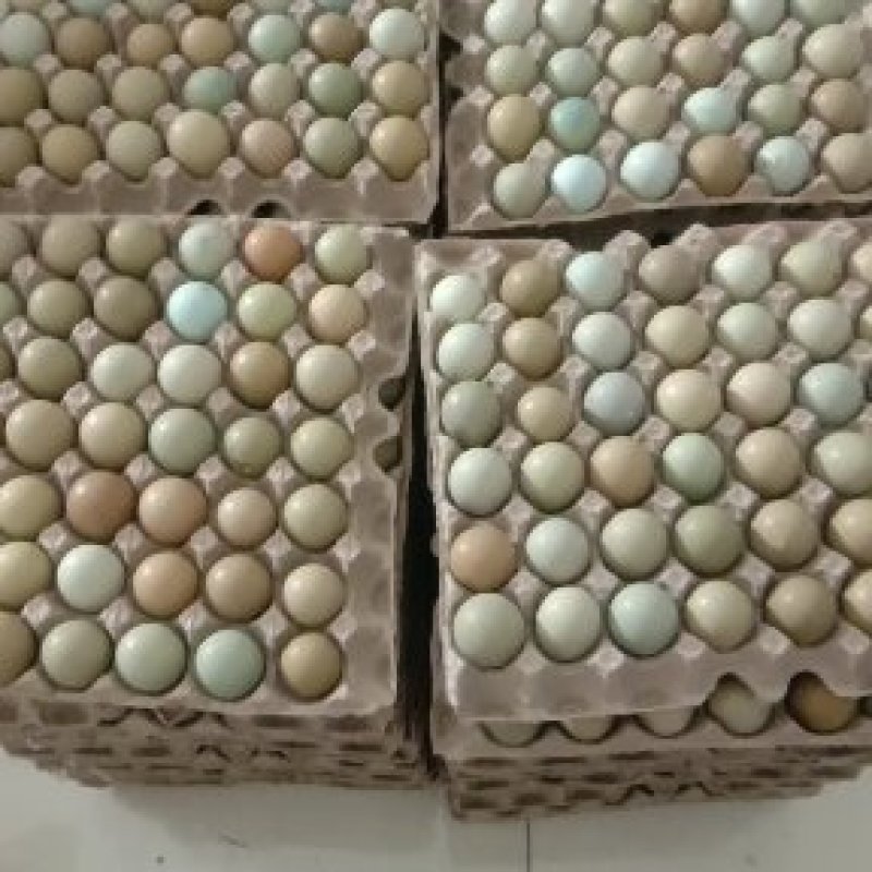 【精品】新鲜野鸡蛋营养丰富建康美味保证质量破损保赔