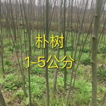 朴树苗朴树小苗2-5公分安徽朴树苗基地直销