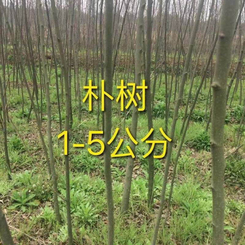 朴树苗朴树小苗2-5公分安徽朴树苗基地直销