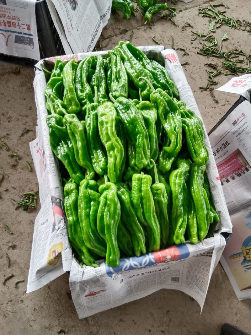 山东兰陵薄皮鲜辣椒（芜湖椒）保质保量欢迎来电咨询