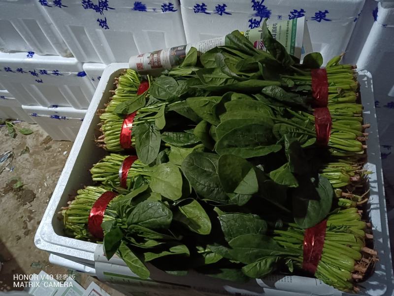 山东菠菜产地大量批发质量保证可视频实地看货质量保证