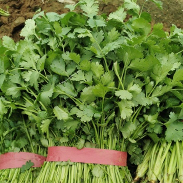 精品香菜