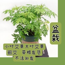 艾草种苗量大从优艾草盆栽现采现发小叶艾蕲艾大叶艾