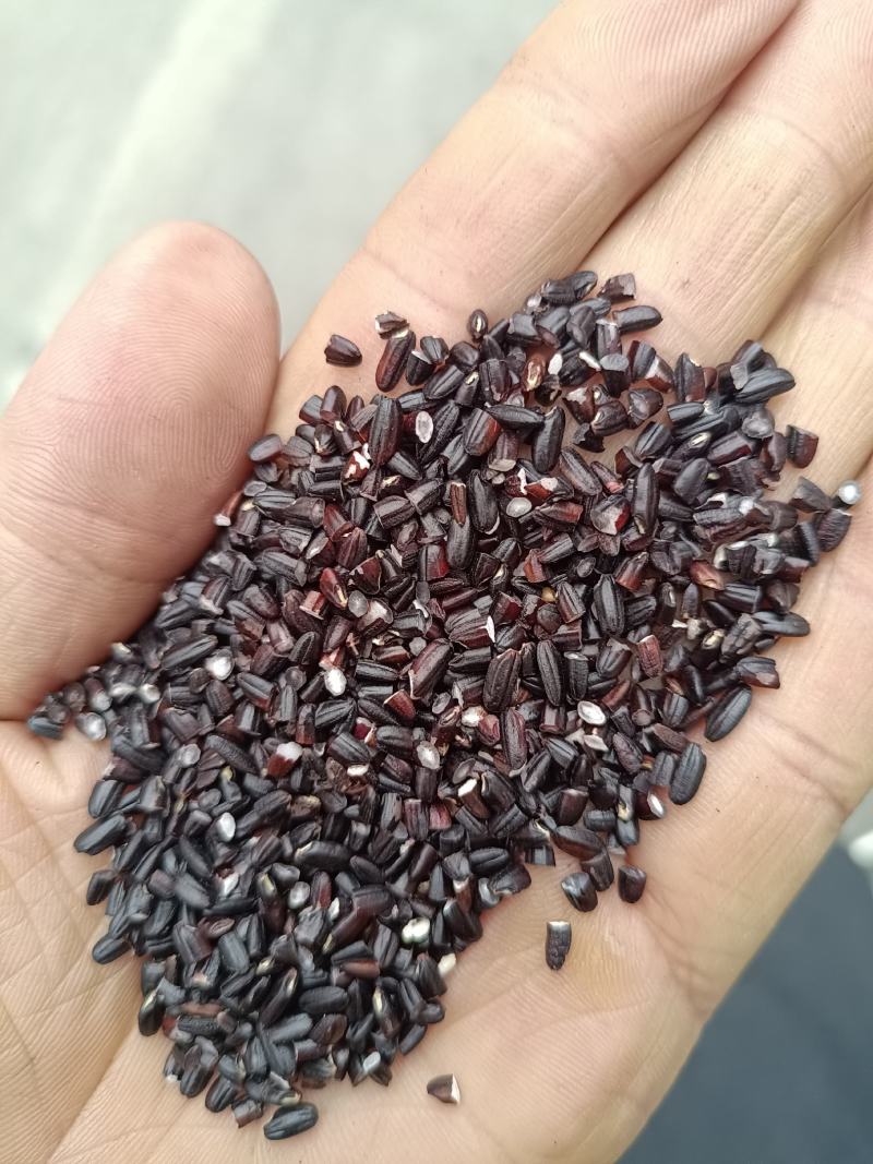 精选，黑米碎米！黑米色选粒！量大从优！所有商品不包邮！