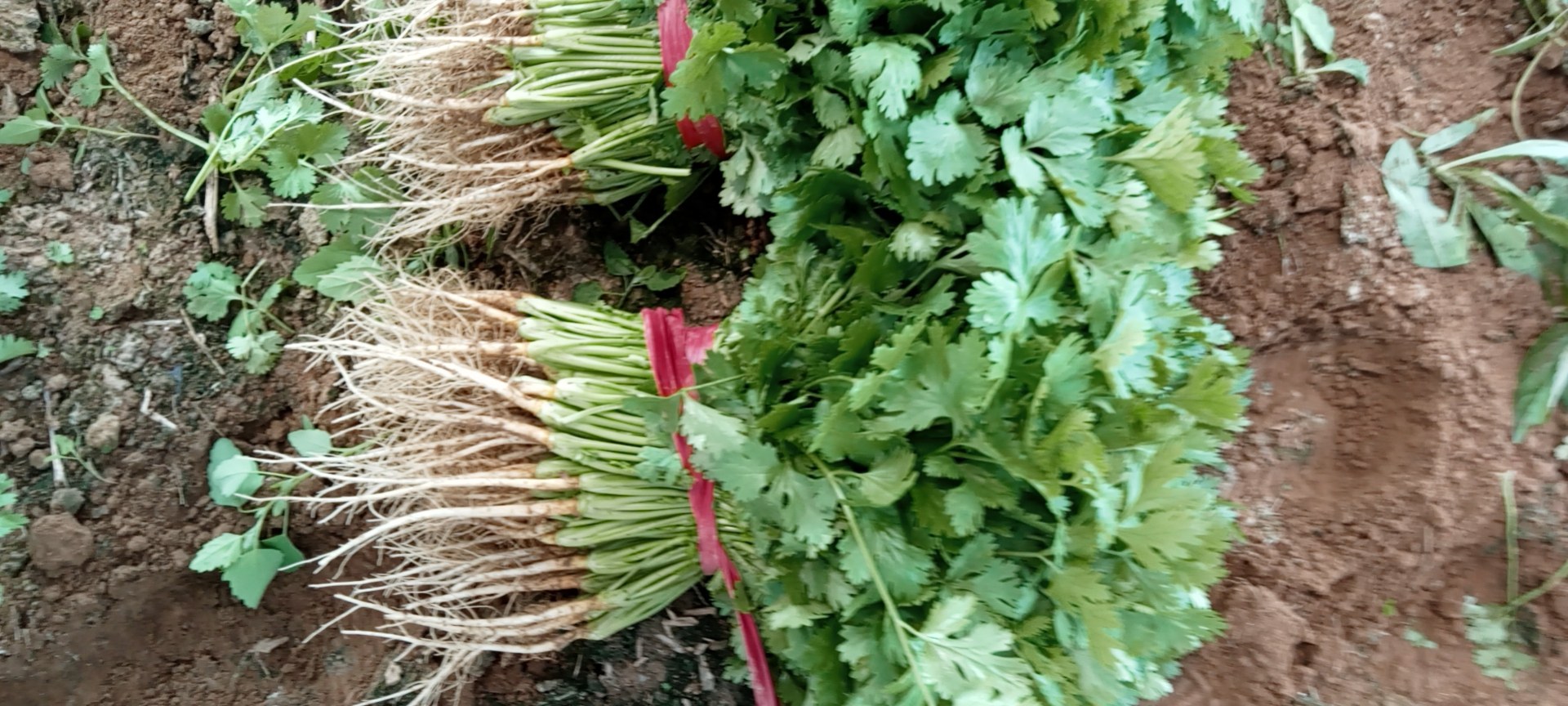 傣族香菜实物图