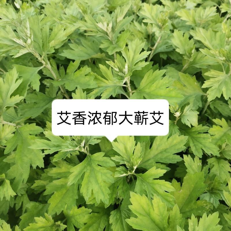 艾草种苗量大从优艾草盆栽现采现发小叶艾蕲艾大叶艾